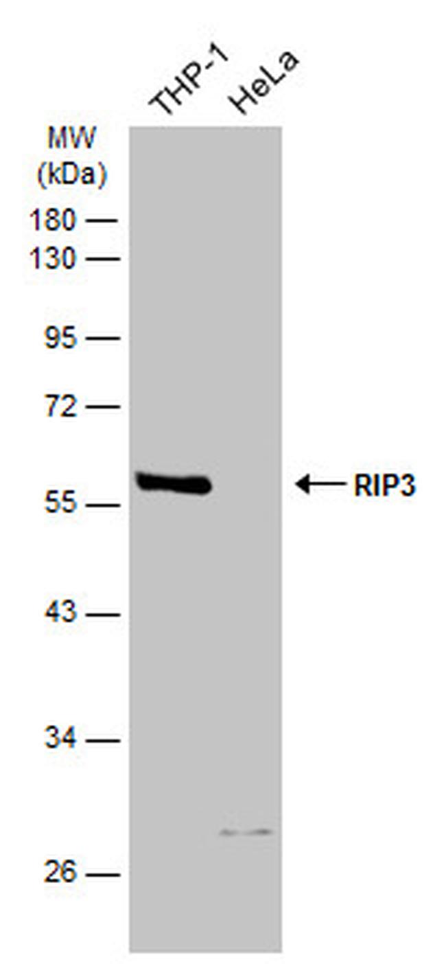 RIP3 Antibody in Western Blot (WB)