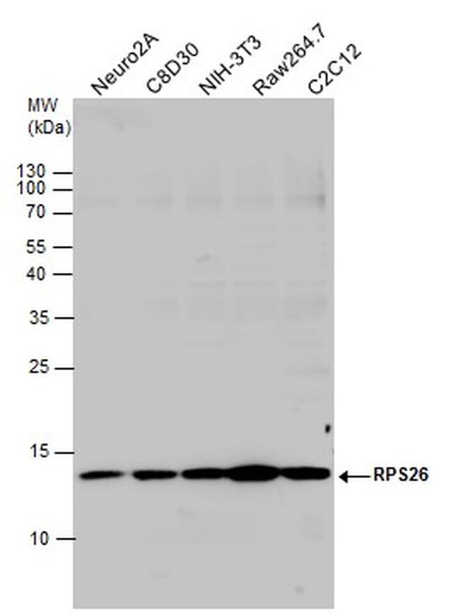 RPS26 Antibody in Western Blot (WB)