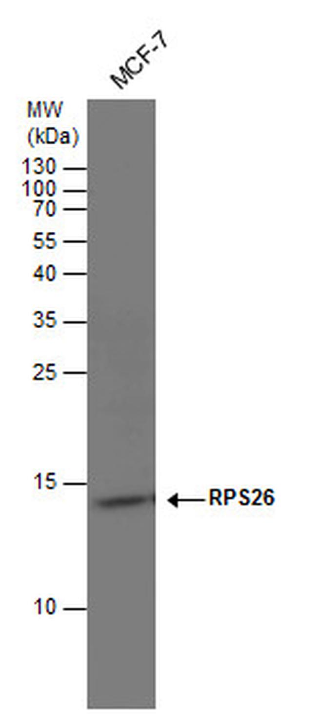 RPS26 Antibody in Western Blot (WB)