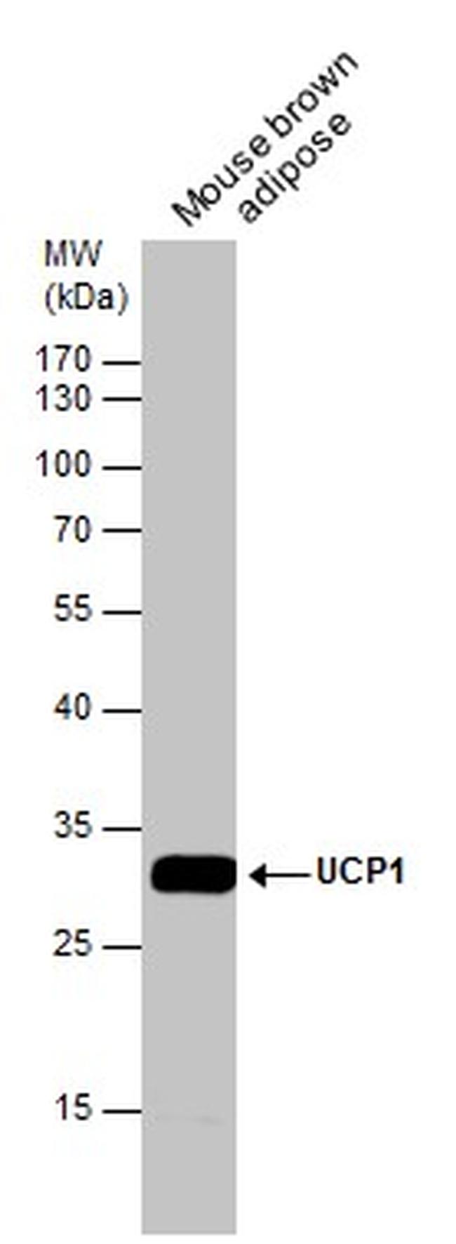 UCP1 Antibody in Western Blot (WB)