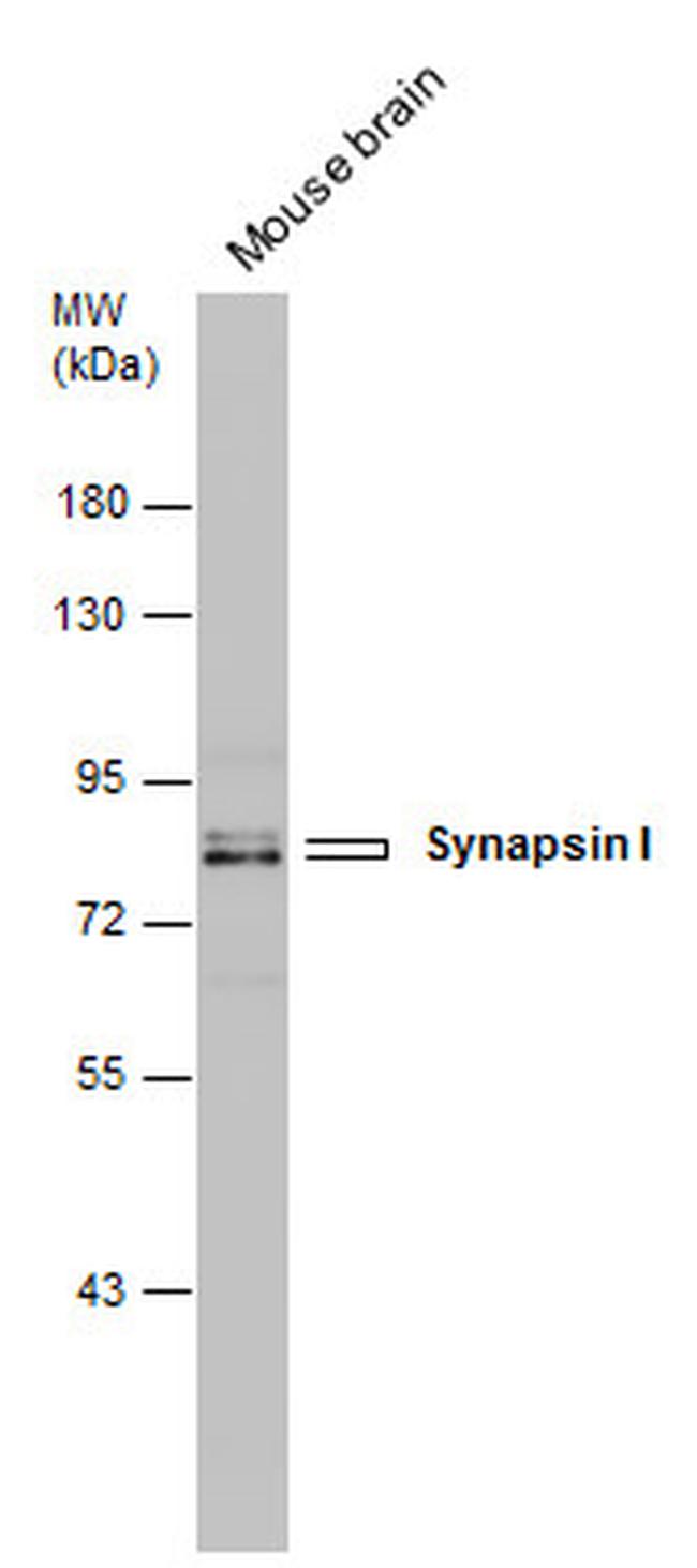 Synapsin 1 Antibody in Western Blot (WB)