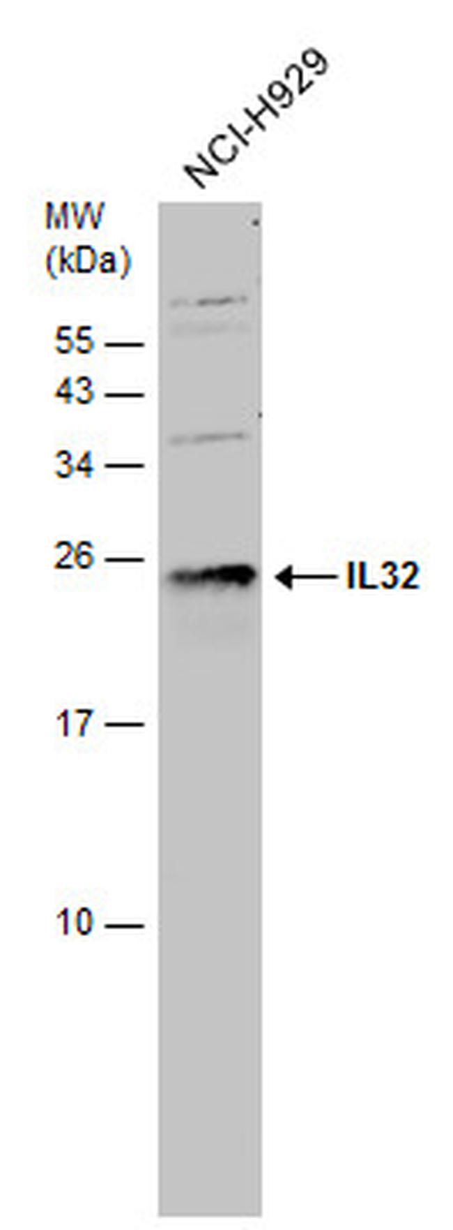 IL-32 Antibody in Western Blot (WB)