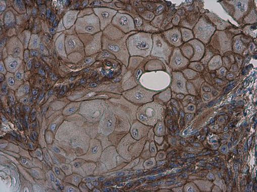 GPR39 Antibody in Immunohistochemistry (Paraffin) (IHC (P))