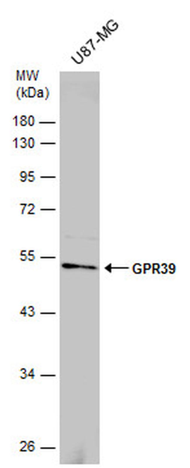 GPR39 Antibody in Western Blot (WB)