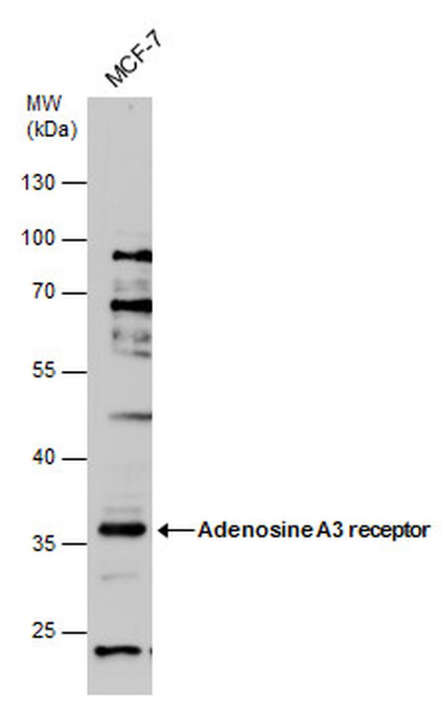 ADORA3 Antibody in Western Blot (WB)