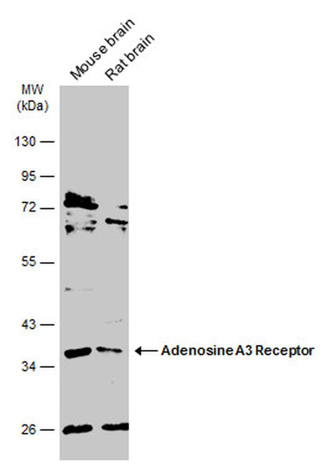 ADORA3 Antibody in Western Blot (WB)