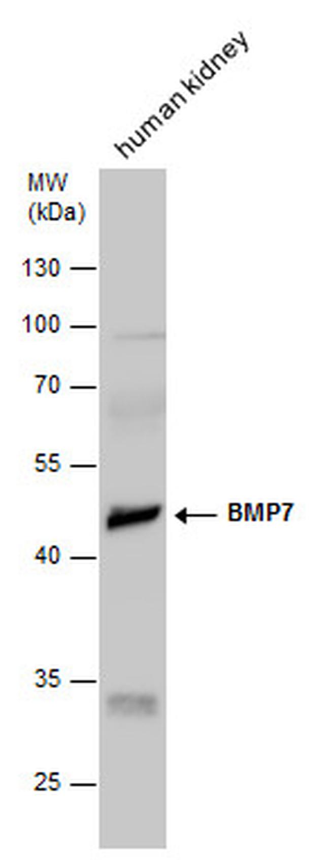 BMP-7 Antibody in Western Blot (WB)