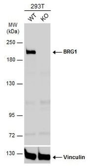 BRG1 Antibody