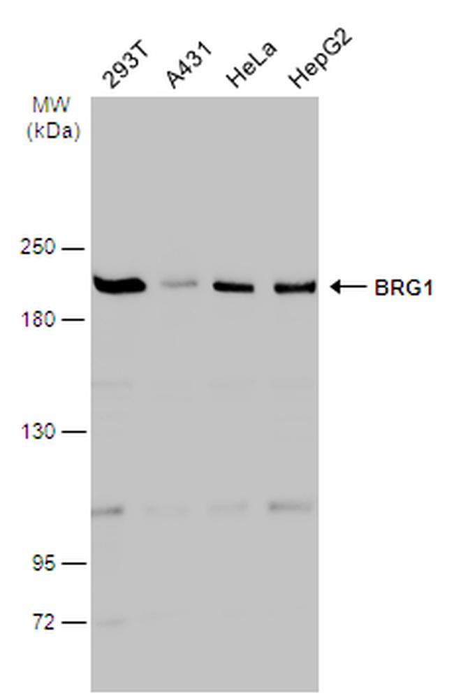 BRG1 Antibody in Western Blot (WB)