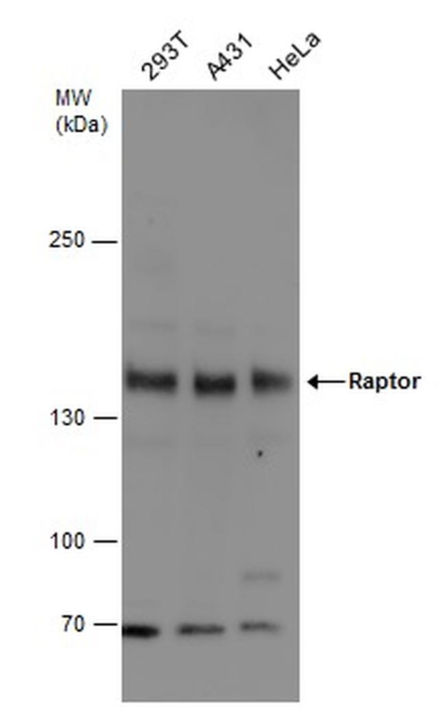 Raptor Antibody in Western Blot (WB)