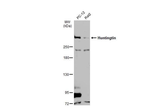 Huntingtin Antibody in Western Blot (WB)