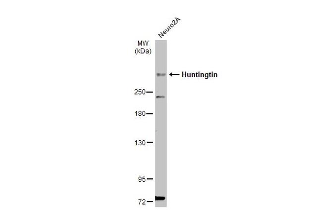 Huntingtin Antibody in Western Blot (WB)