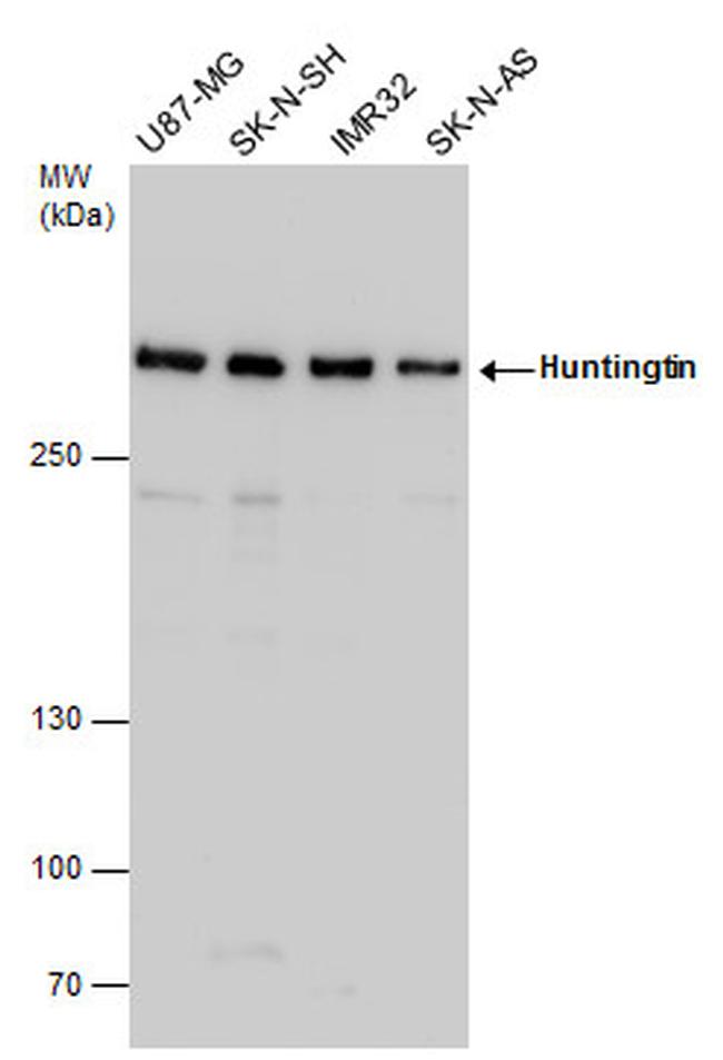 Huntingtin Antibody in Western Blot (WB)