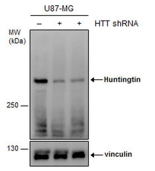 Huntingtin Antibody in Western Blot (WB)