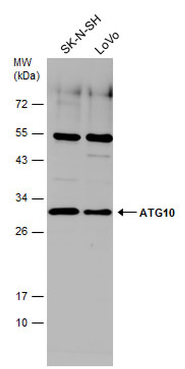 ATG10 Antibody in Western Blot (WB)