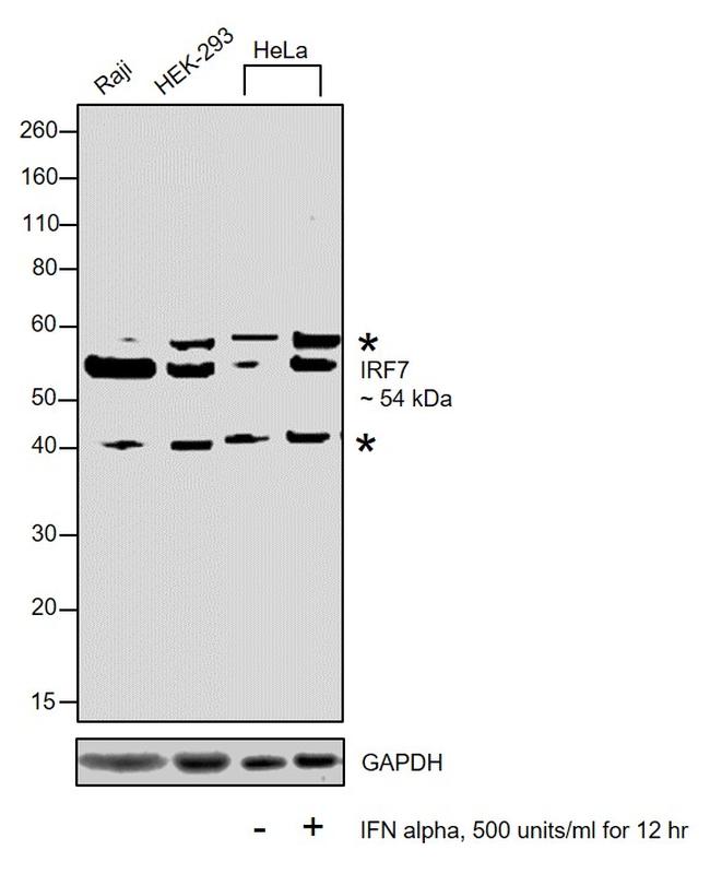 IRF7 Antibody in Western Blot (WB)