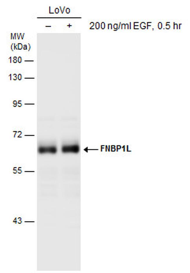 TOCA-1 Antibody in Western Blot (WB)