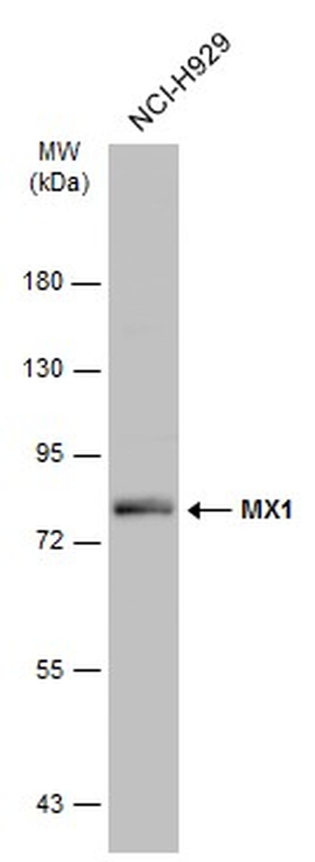 MX1 Antibody in Western Blot (WB)