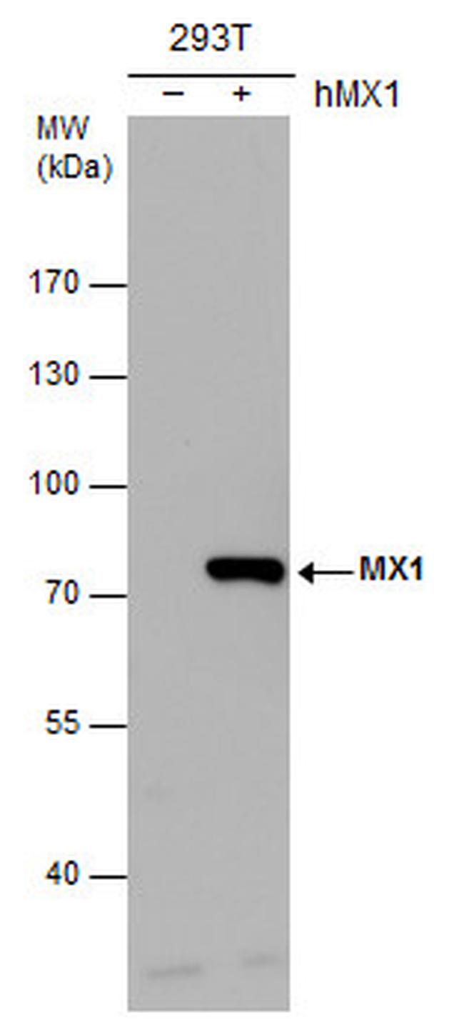 MX1 Antibody in Western Blot (WB)