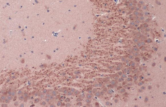 BDNF Antibody in Immunohistochemistry (Paraffin) (IHC (P))