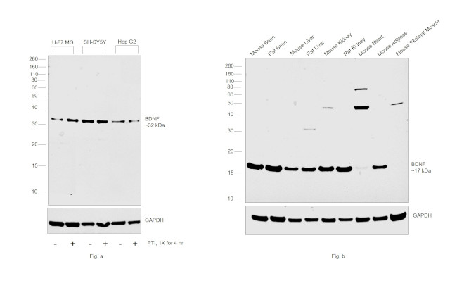 BDNF Antibody