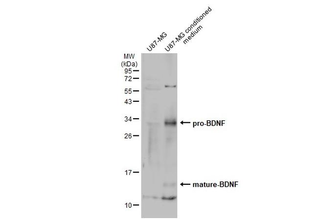 BDNF Antibody in Western Blot (WB)