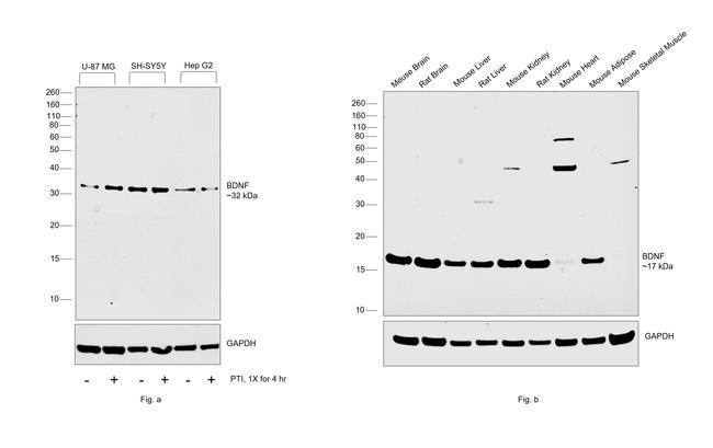 BDNF Antibody in Western Blot (WB)