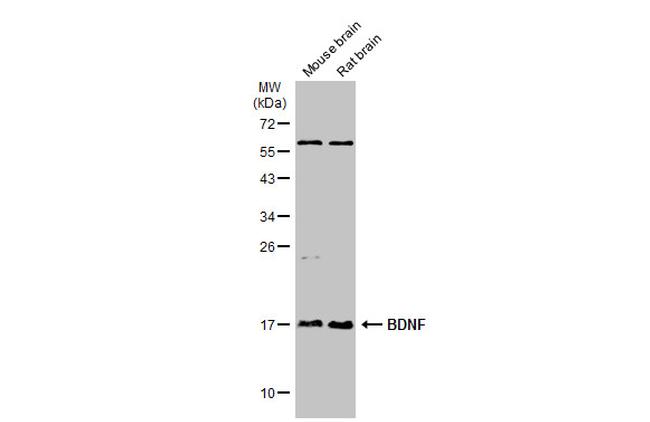 BDNF Antibody in Western Blot (WB)