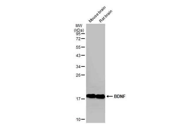 BDNF Antibody in Western Blot (WB)