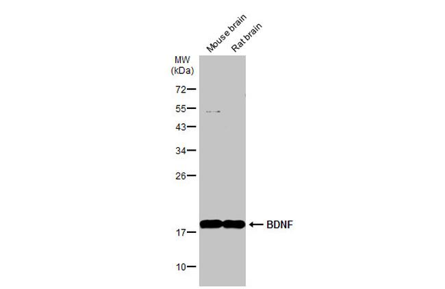 BDNF Antibody in Western Blot (WB)