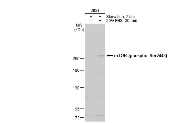 Phospho-mTOR (Ser2448) Antibody in Western Blot (WB)