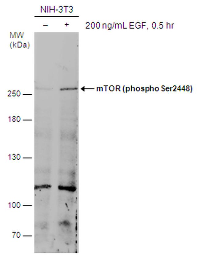 Phospho-mTOR (Ser2448) Antibody in Western Blot (WB)