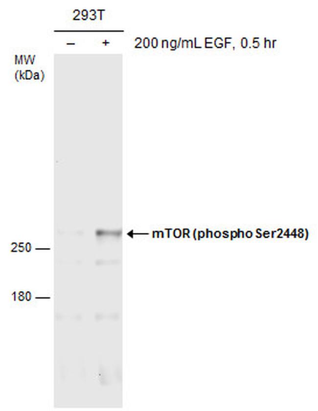 Phospho-mTOR (Ser2448) Antibody in Western Blot (WB)