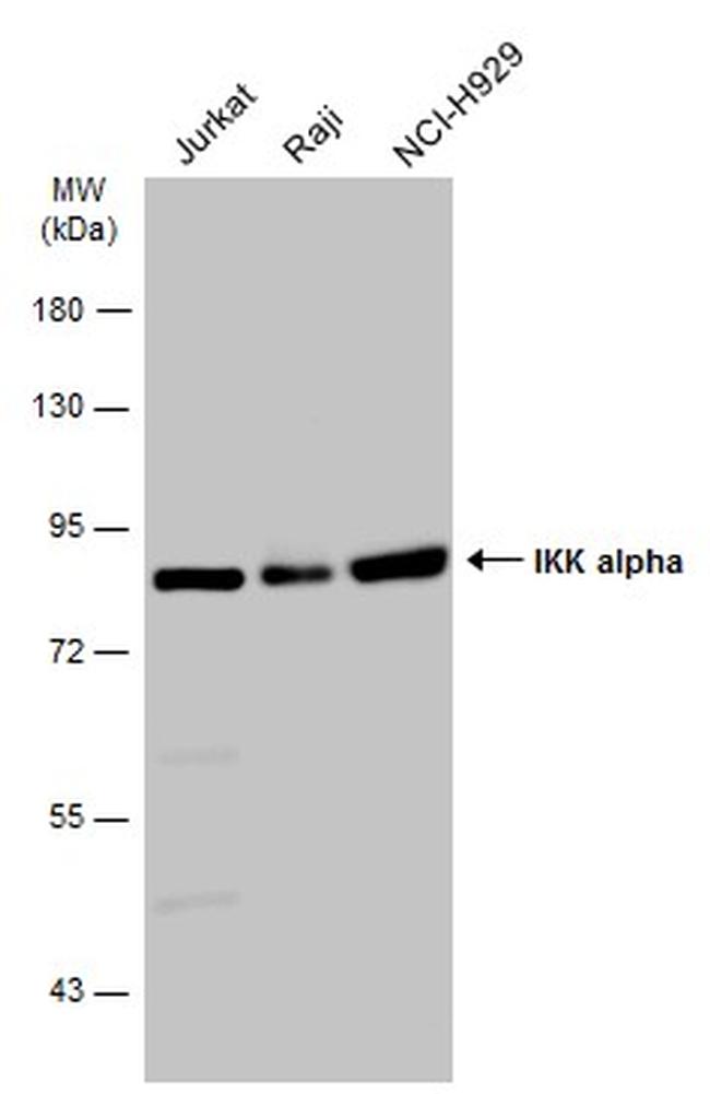 IKK alpha Antibody in Western Blot (WB)