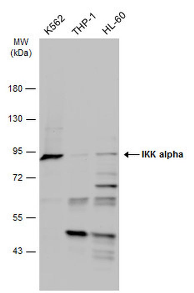 IKK alpha Antibody in Western Blot (WB)