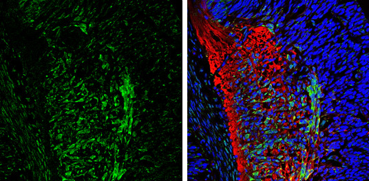 CaMKII beta Antibody in Immunohistochemistry (Frozen) (IHC (F))