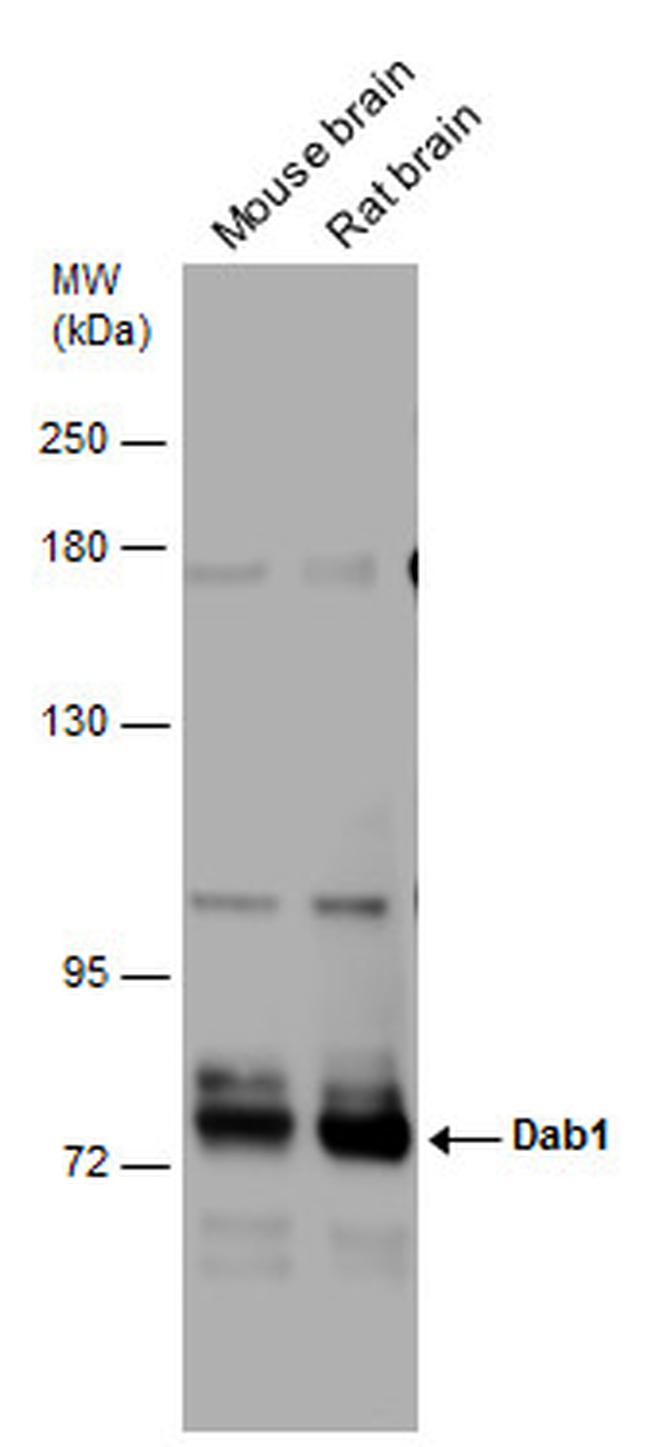 DAB1 Antibody in Western Blot (WB)