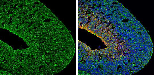 PSD-95 Antibody in Immunohistochemistry (Frozen) (IHC (F))