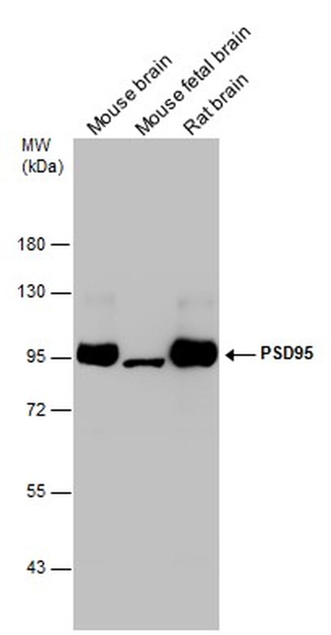 PSD-95 Antibody in Western Blot (WB)