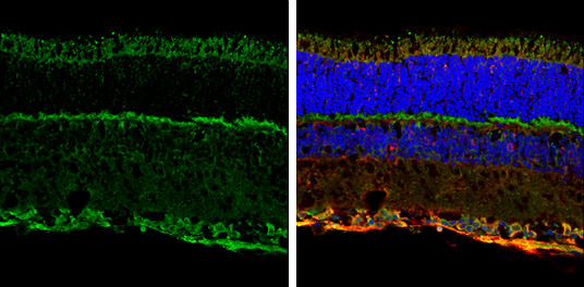 NMDAR1 Antibody in Immunohistochemistry (Frozen) (IHC (F))