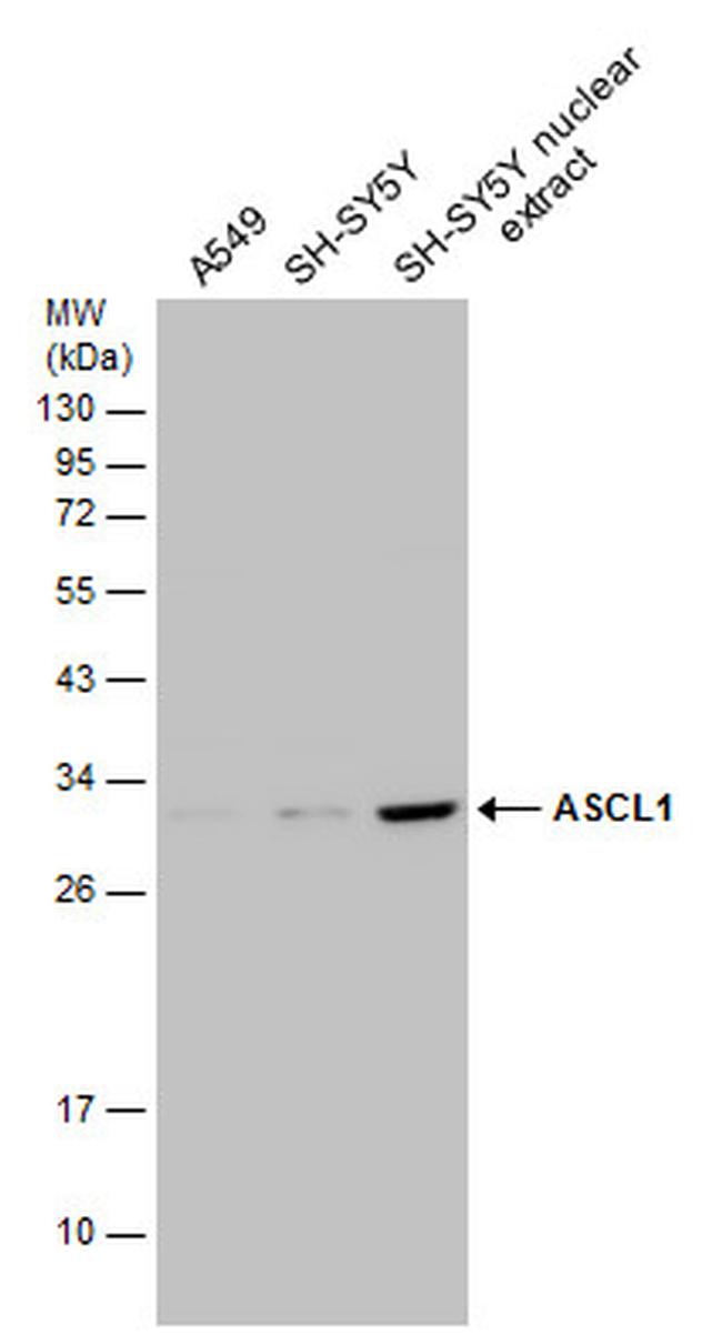 ASCL1 Antibody in Western Blot (WB)