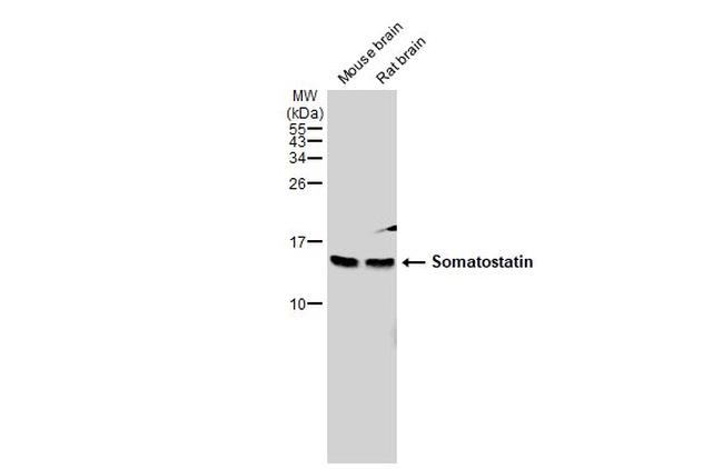 Somatostatin Antibody in Western Blot (WB)