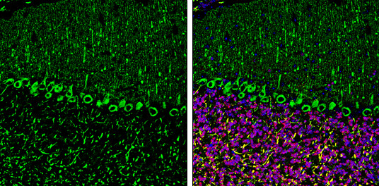 SHANK3 Antibody in Immunohistochemistry (Frozen) (IHC (F))