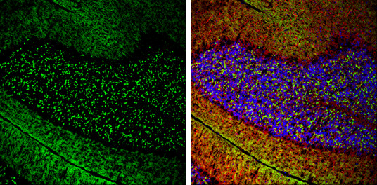 VGLUT1 Antibody in Immunohistochemistry (Frozen) (IHC (F))