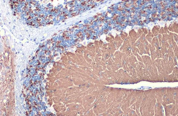 VGLUT1 Antibody in Immunohistochemistry (Paraffin) (IHC (P))