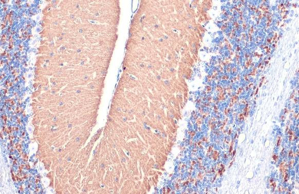 VGLUT1 Antibody in Immunohistochemistry (Paraffin) (IHC (P))