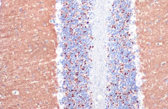 VGLUT1 Antibody in Immunohistochemistry (Paraffin) (IHC (P))