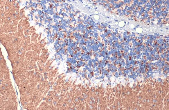 VGLUT1 Antibody in Immunohistochemistry (Paraffin) (IHC (P))