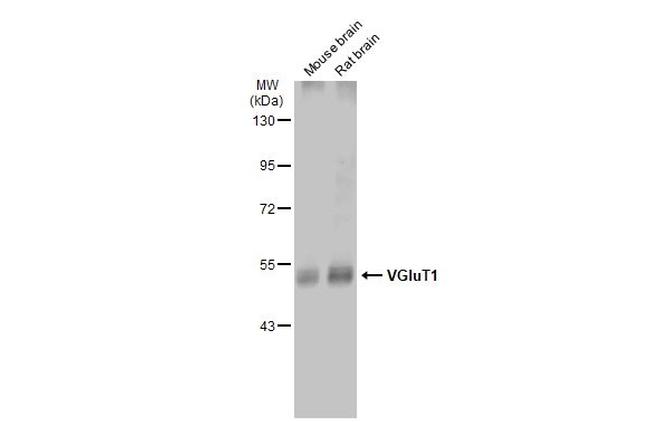 VGLUT1 Antibody in Western Blot (WB)