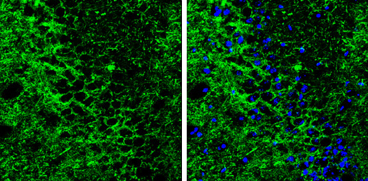 SLC6A1 Antibody in Immunohistochemistry (Frozen) (IHC (F))